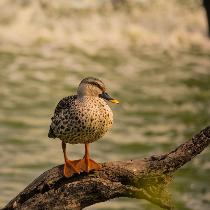 Bird.