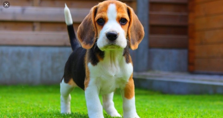 this its my dog: olly