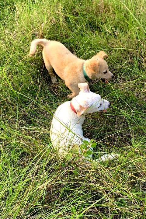 puppy