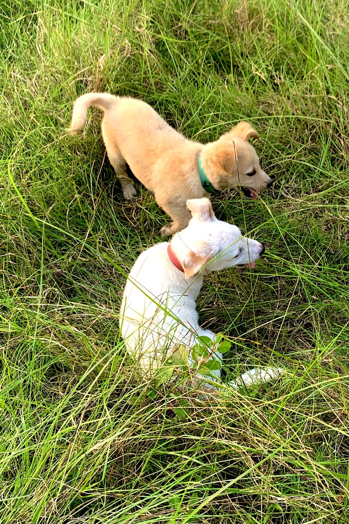 puppy