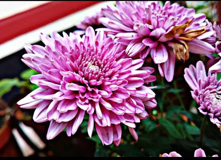 flower