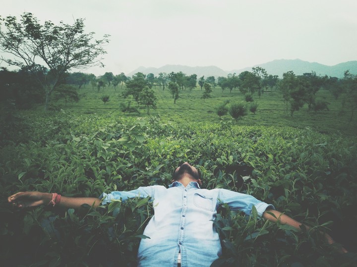 Tea garden mobile photography