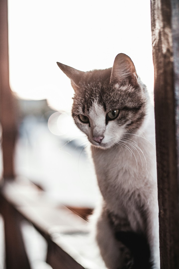 sunny cat
