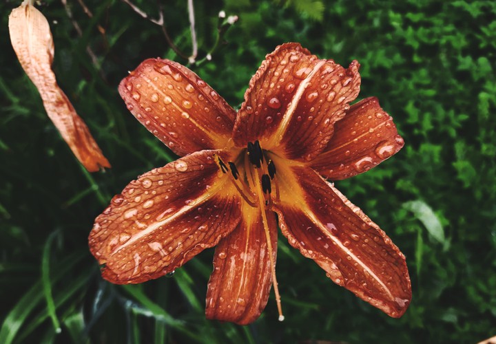 lily