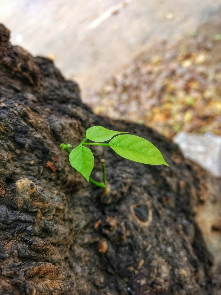 green leaf