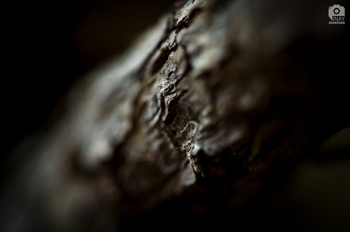 Nature Patterns