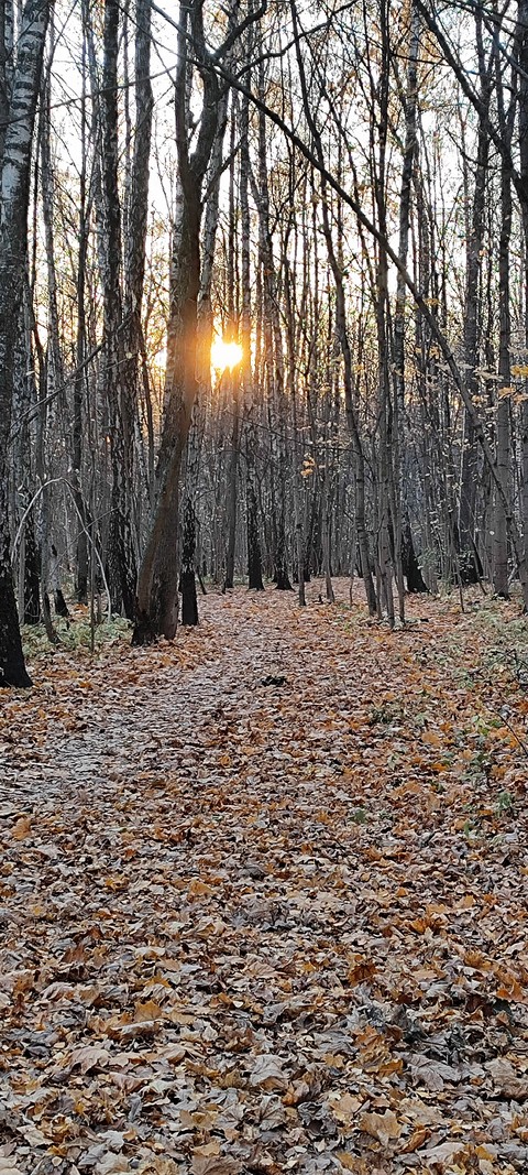 The forest in October