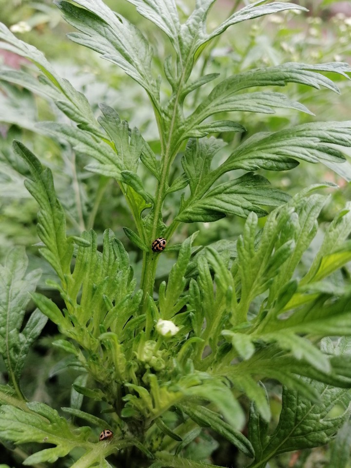 plant