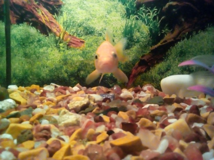 Koi