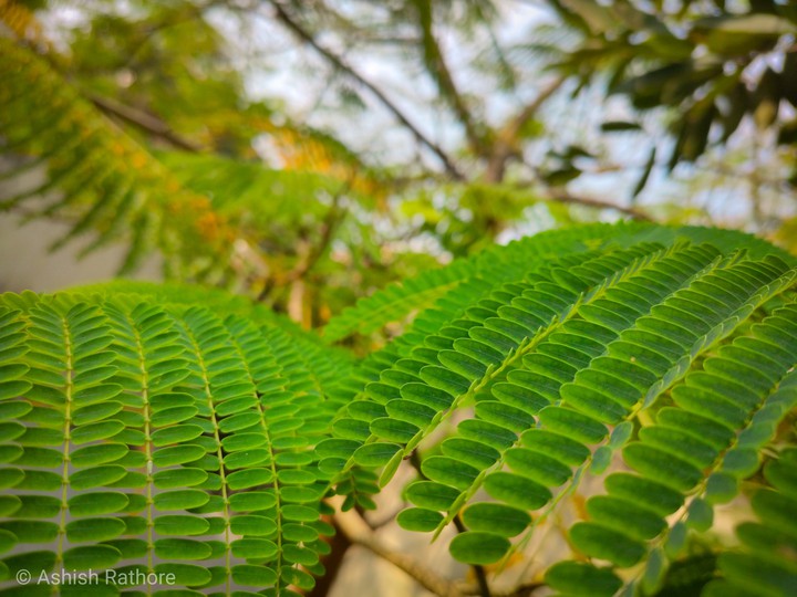 green leaf