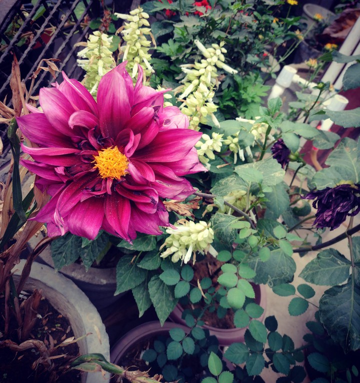 flower's