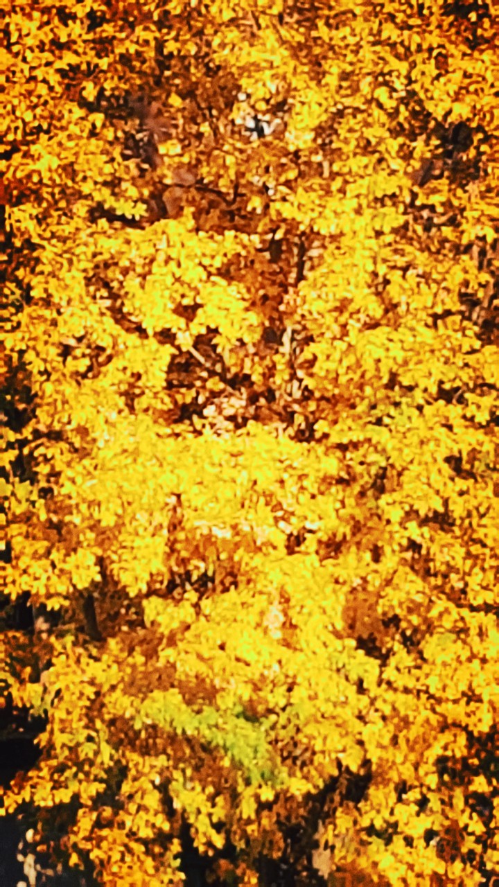 Herbst