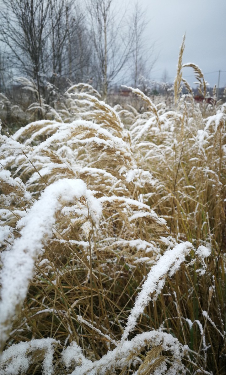snow on the grass