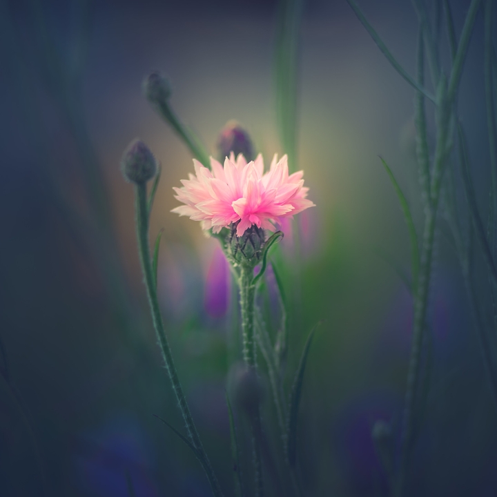 pink