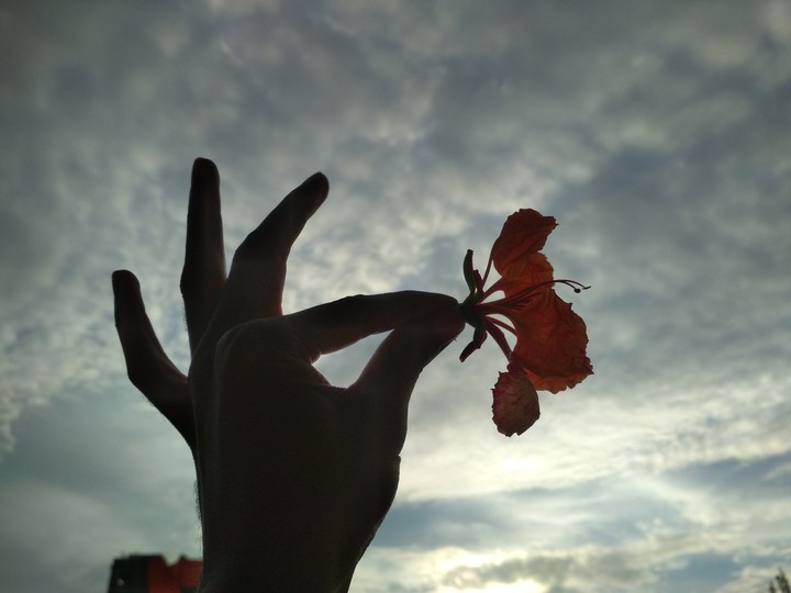 flower
