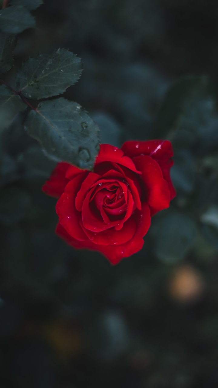 rose