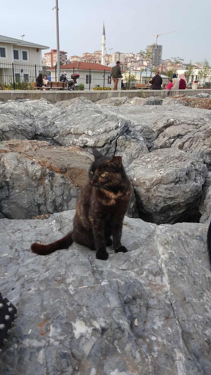 Kedi