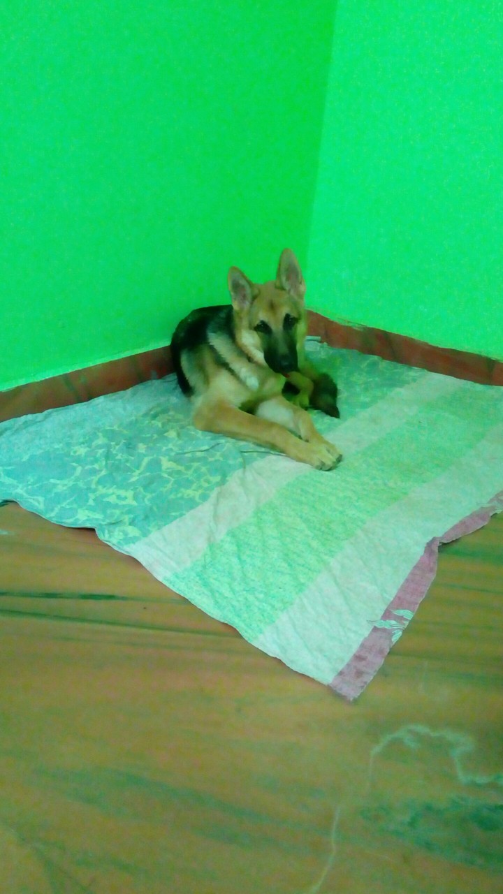German Shepherd