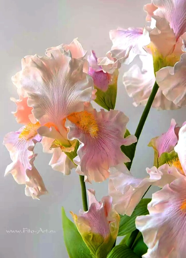 iris flowers