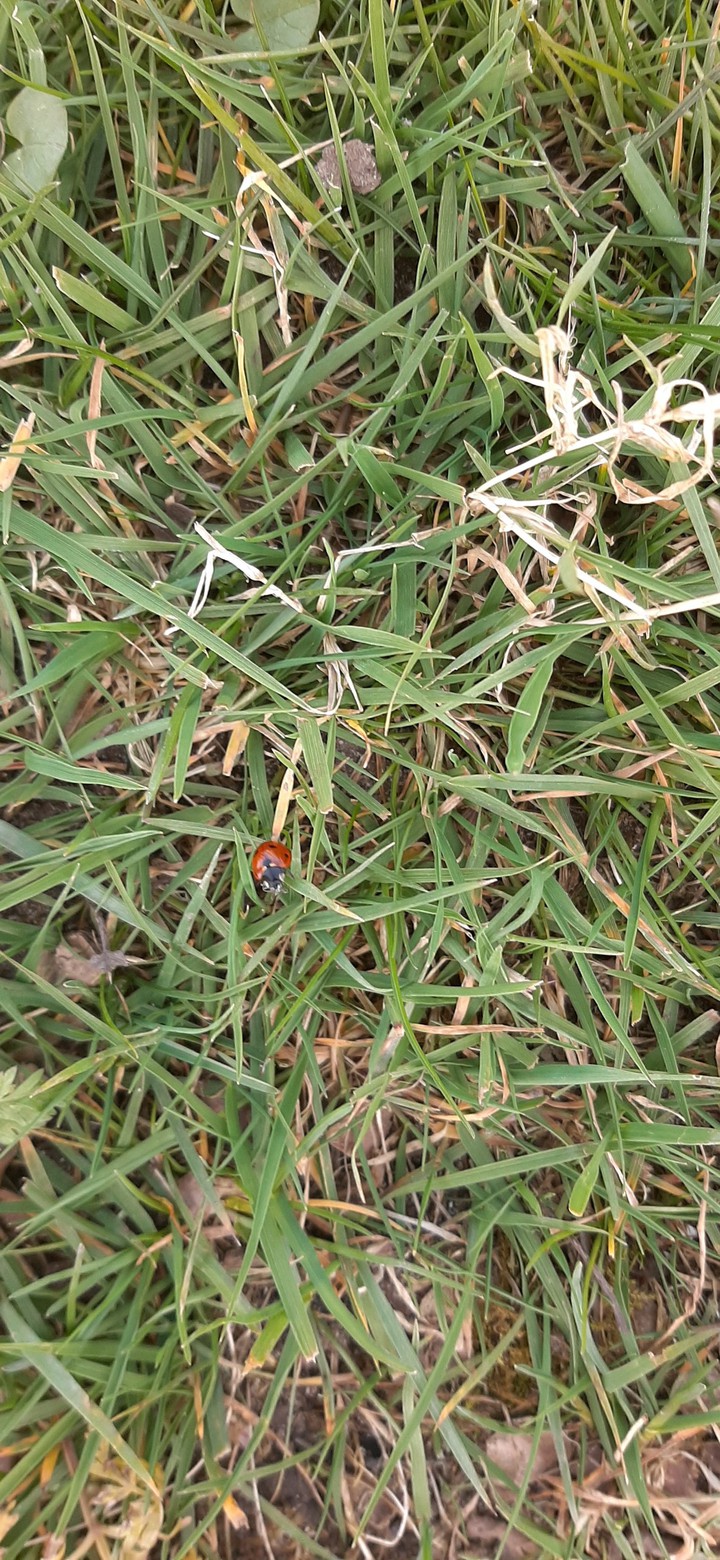 ladybug ?
