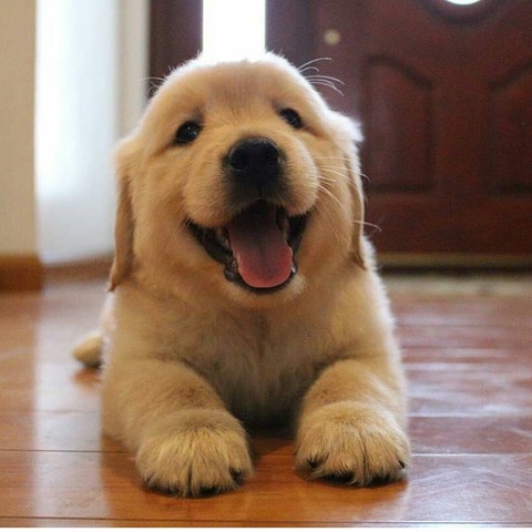 snout, dog háttérképek