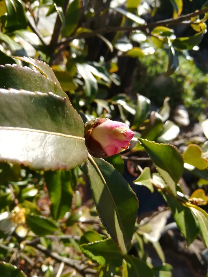 Bocciolo rosa bianco