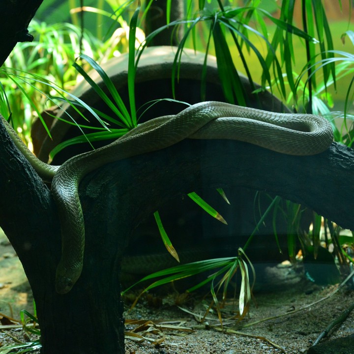 Recoiling Snake