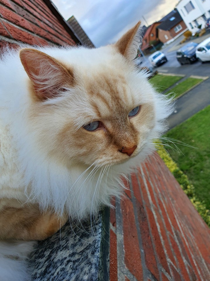 Sweet Cat
