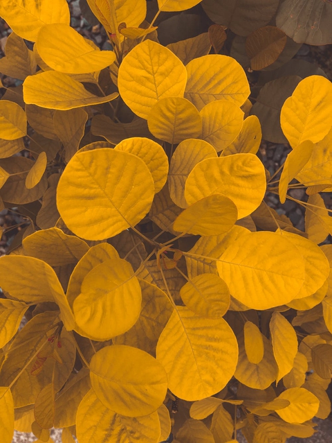 yellow or orange?
