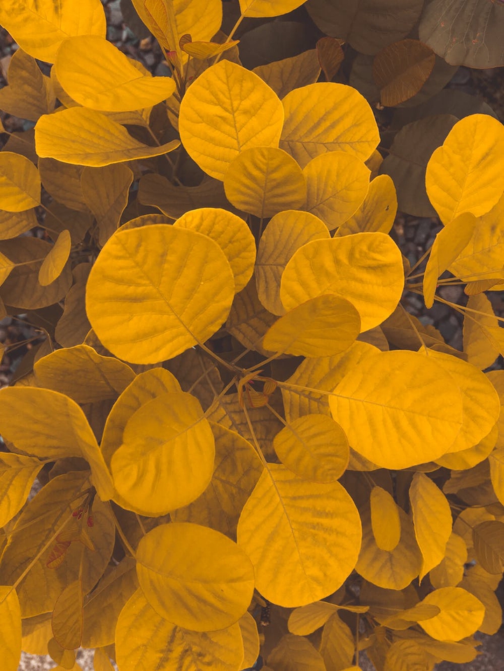 yellow or orange?