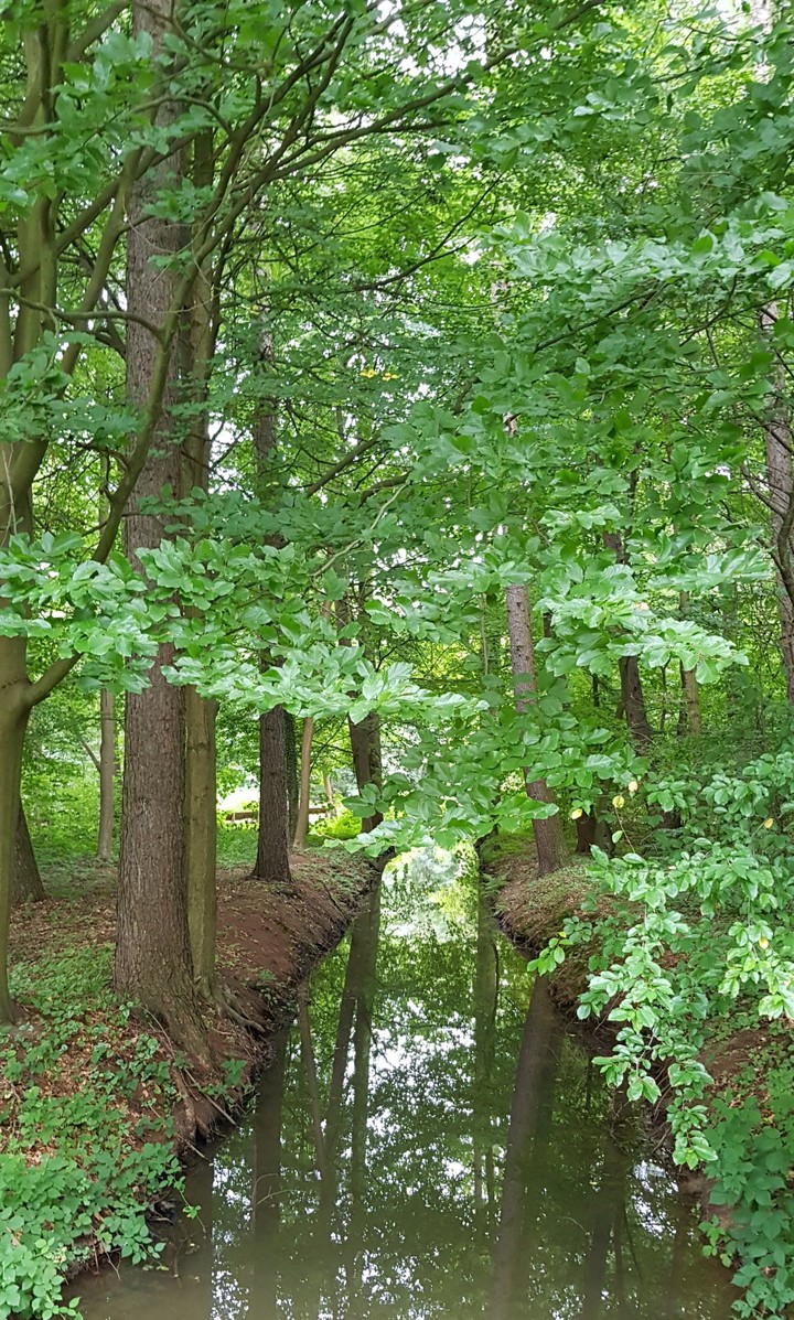 Bäume