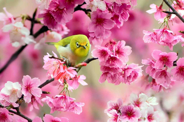 birdy
