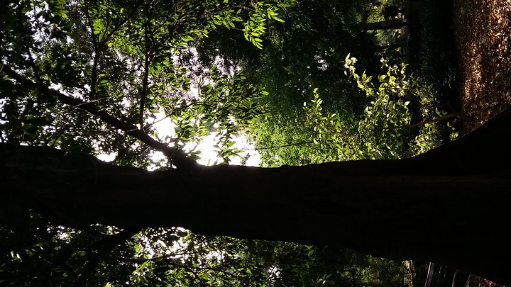 Trunk in the Shadow