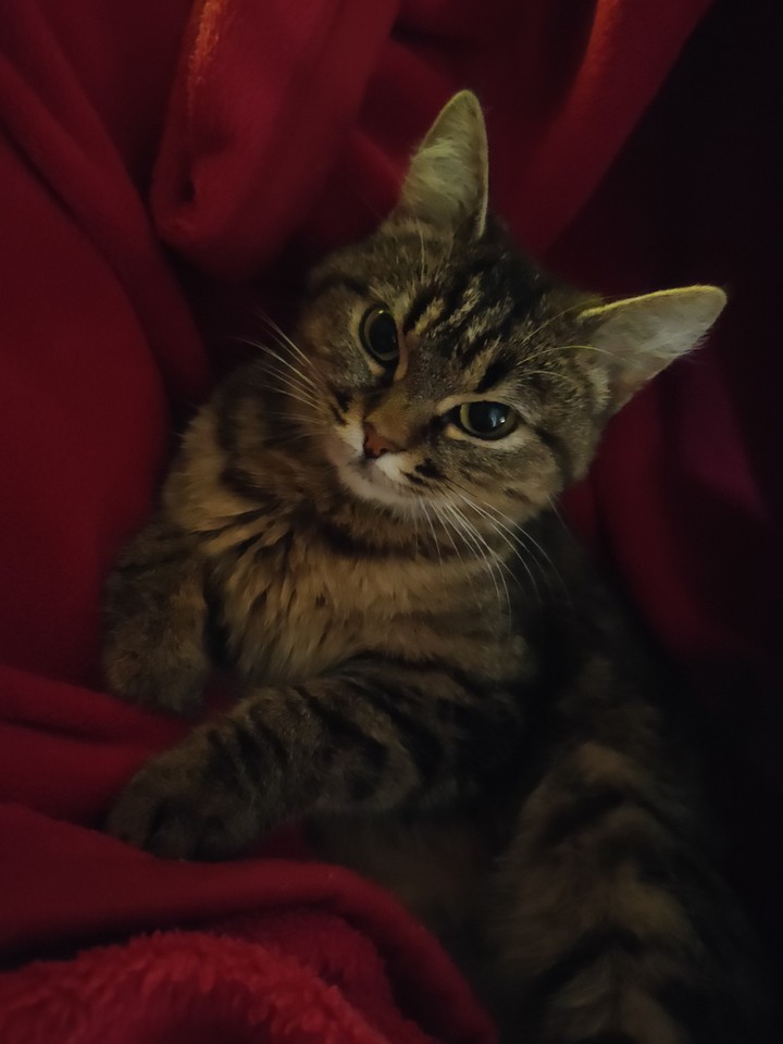 cat