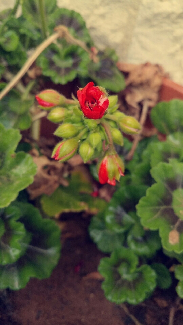 red flowers