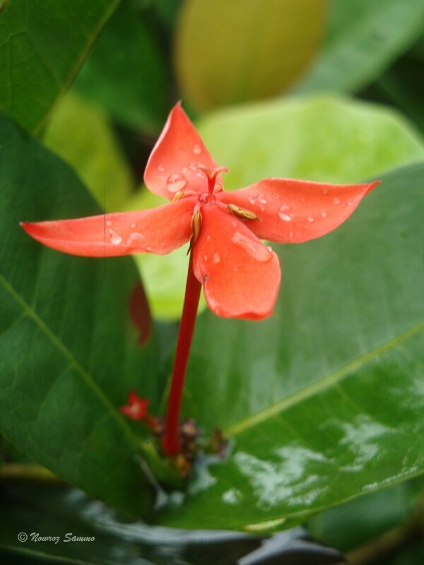 Flower