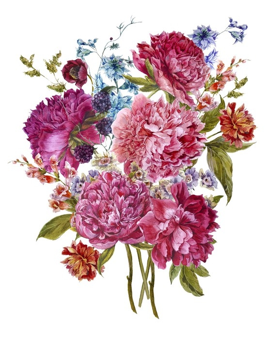 peonies blackberry