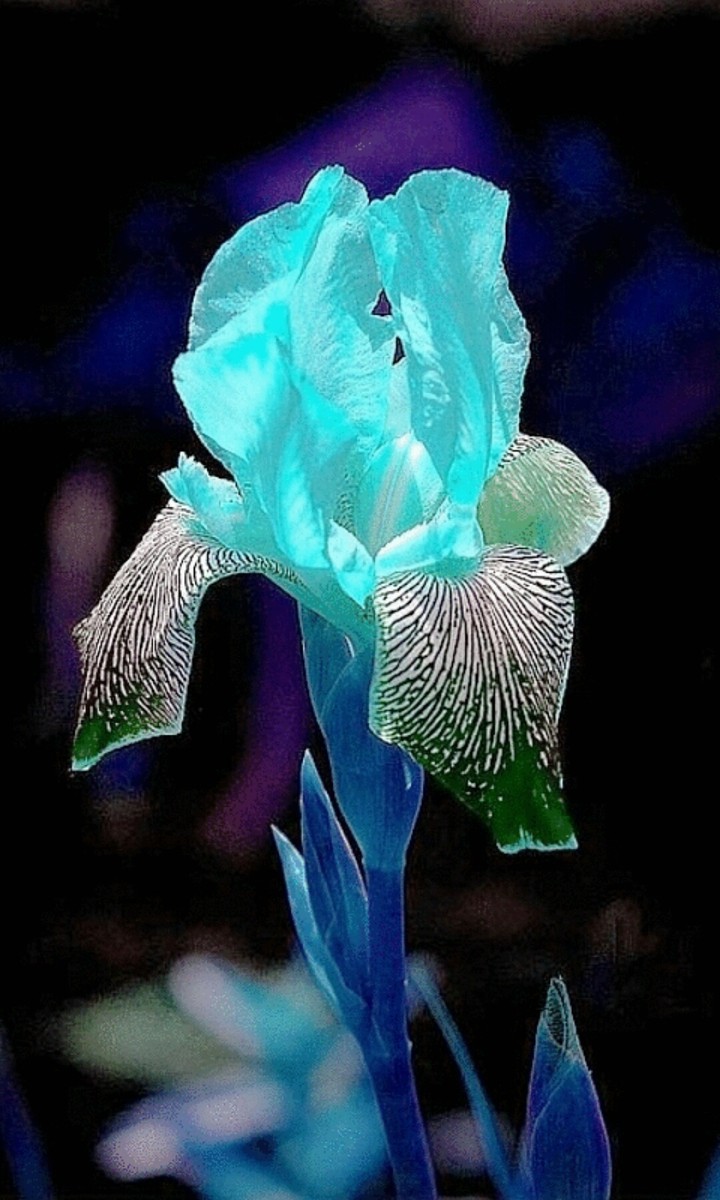 Blue flower