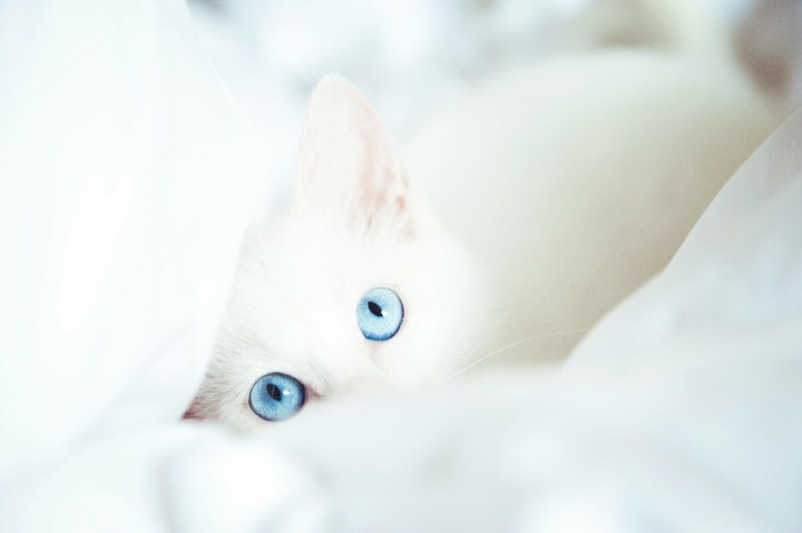 кошка