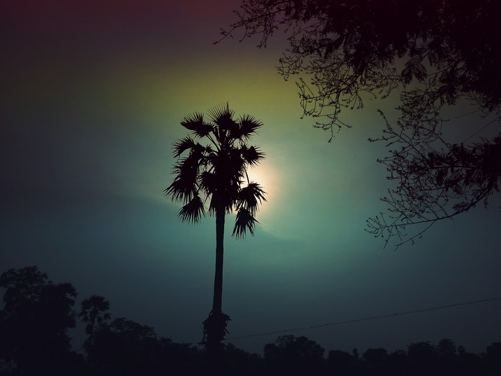Tree and Sun
