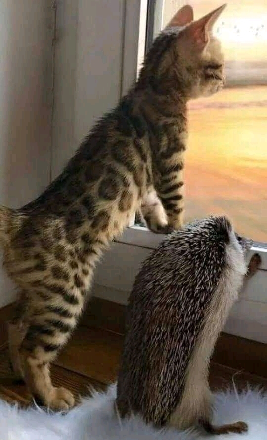 .