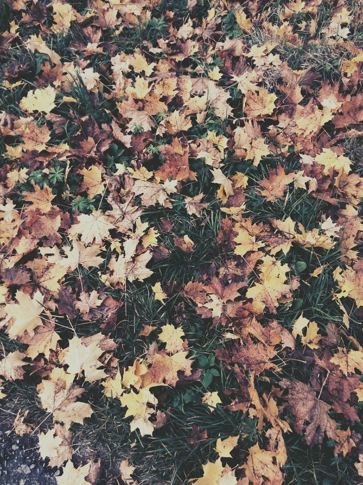 Leaves
