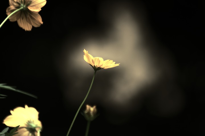 노란 꽃
