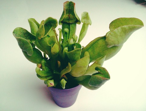 plant