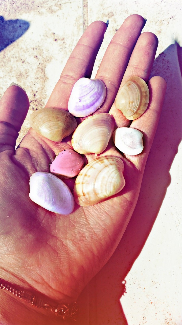 seashells