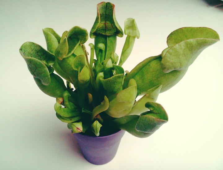 plant