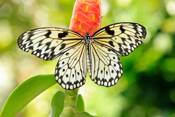 Wings