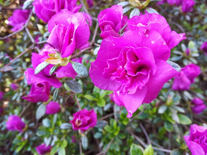 I always find purple flowers.