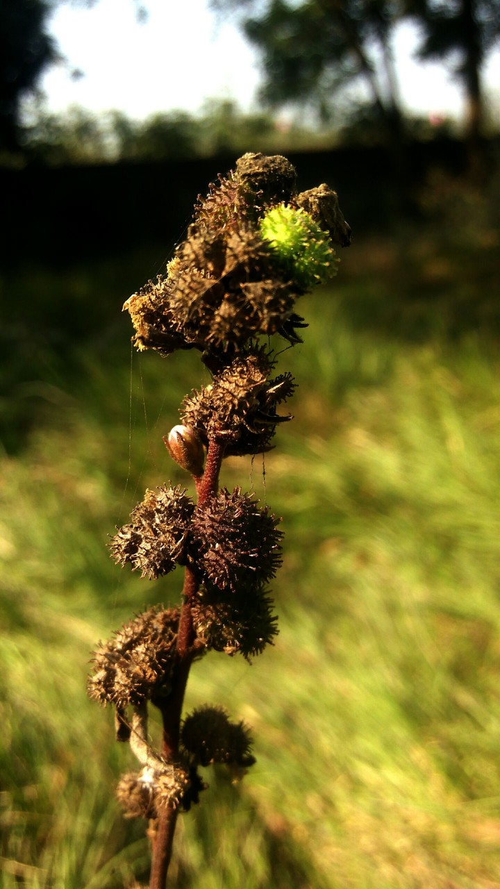 grass