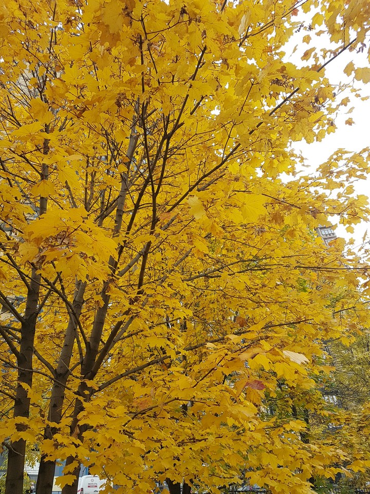 gold maple tree